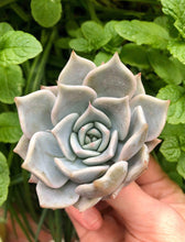 Load image into Gallery viewer, Echeveria Pink Rose