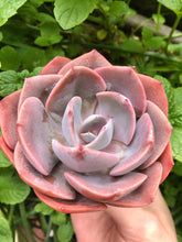 Load image into Gallery viewer, Echeveria Dusty Rose