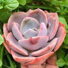 Load image into Gallery viewer, Echeveria Dusty Rose