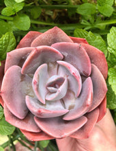 Load image into Gallery viewer, Echeveria Dusty Rose