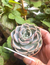 Load image into Gallery viewer, Echeveria Purple Wave