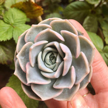 Load image into Gallery viewer, Echeveria Purple Wave