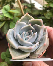 Load image into Gallery viewer, Echeveria Lovely Edge