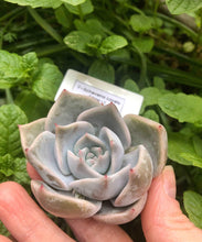 Load image into Gallery viewer, Echeveria Lovely Edge