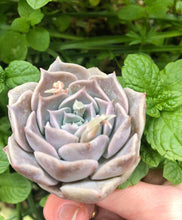 Load image into Gallery viewer, Echeveria Snow Candy