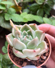 Load image into Gallery viewer, Echeveria Phantasm