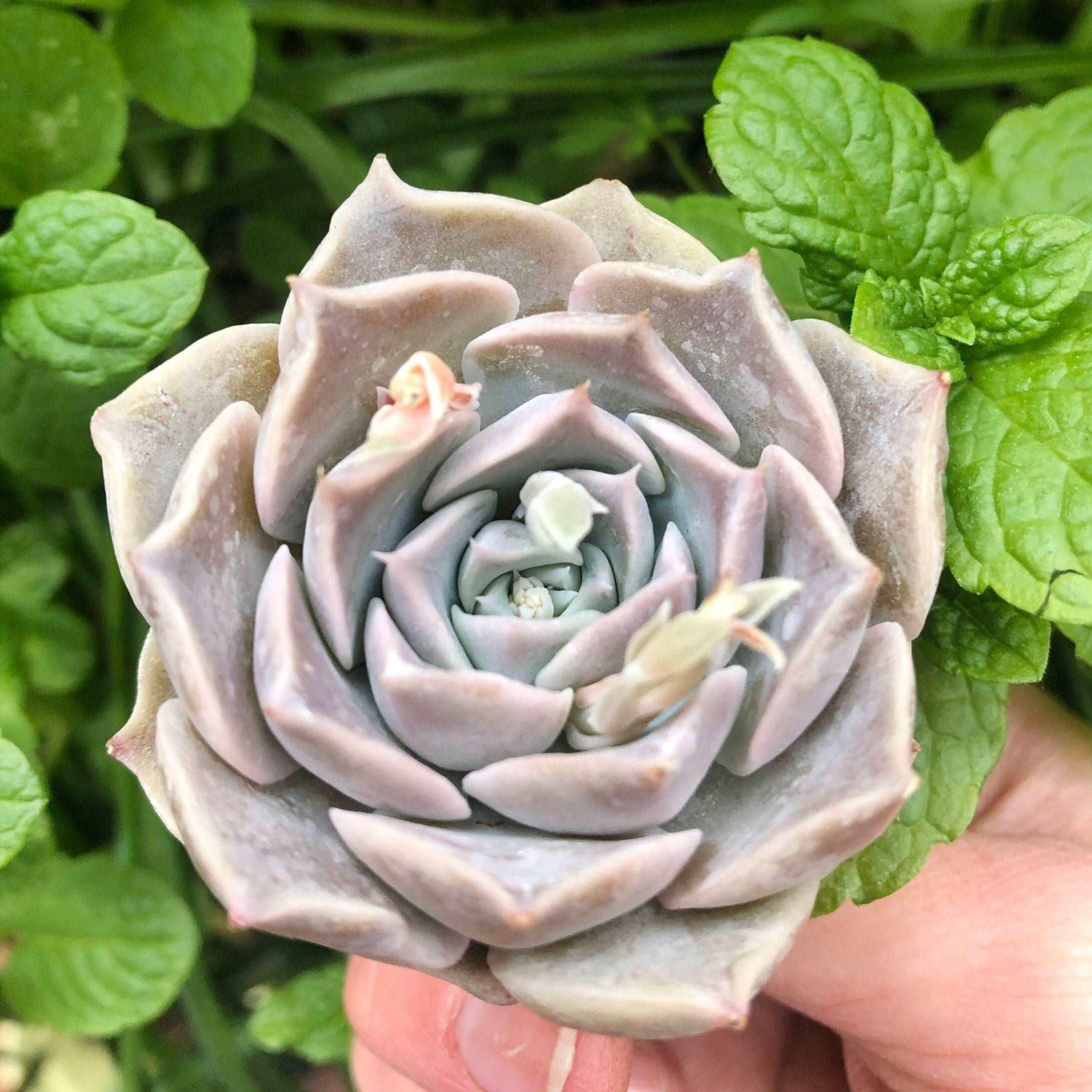 snowfall succulent Echeveria Snow Candy