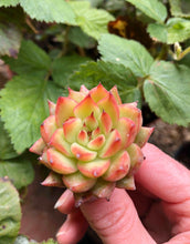 Load image into Gallery viewer, Echeveria Rain Star