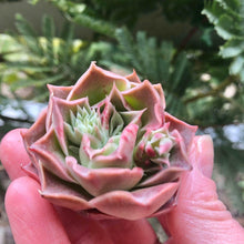 Load image into Gallery viewer, Echeveria Bordeaux