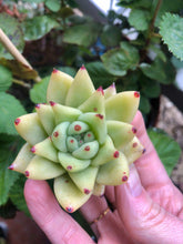 Load image into Gallery viewer, Echeveria gold agaboides