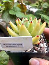 Load image into Gallery viewer, Echeveria gold agaboides