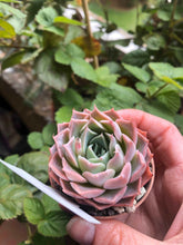 Load image into Gallery viewer, Echeveria Snowflake
