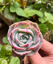 Load image into Gallery viewer, Echeveria Marianne