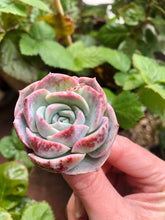 Load image into Gallery viewer, Echeveria Marianne