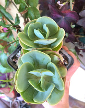 Load image into Gallery viewer, Echeveria Peach Pride