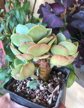 Load image into Gallery viewer, Echeveria Peach Pride