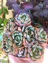 Load image into Gallery viewer, Echeveria Nanahukumini