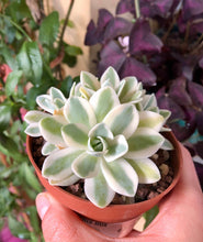 Load image into Gallery viewer, Sedum Treleasei Variegata