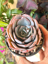 Load image into Gallery viewer, Echeveria Pinky