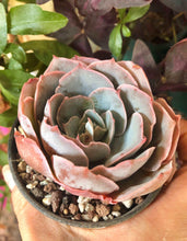 Load image into Gallery viewer, Echeveria Pinky