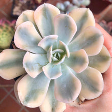 Load image into Gallery viewer, Echeveria Akaihosi Variegata