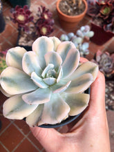 Load image into Gallery viewer, Echeveria Akaihosi Variegata
