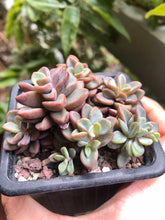 Load image into Gallery viewer, Echeveria cv Rezry
