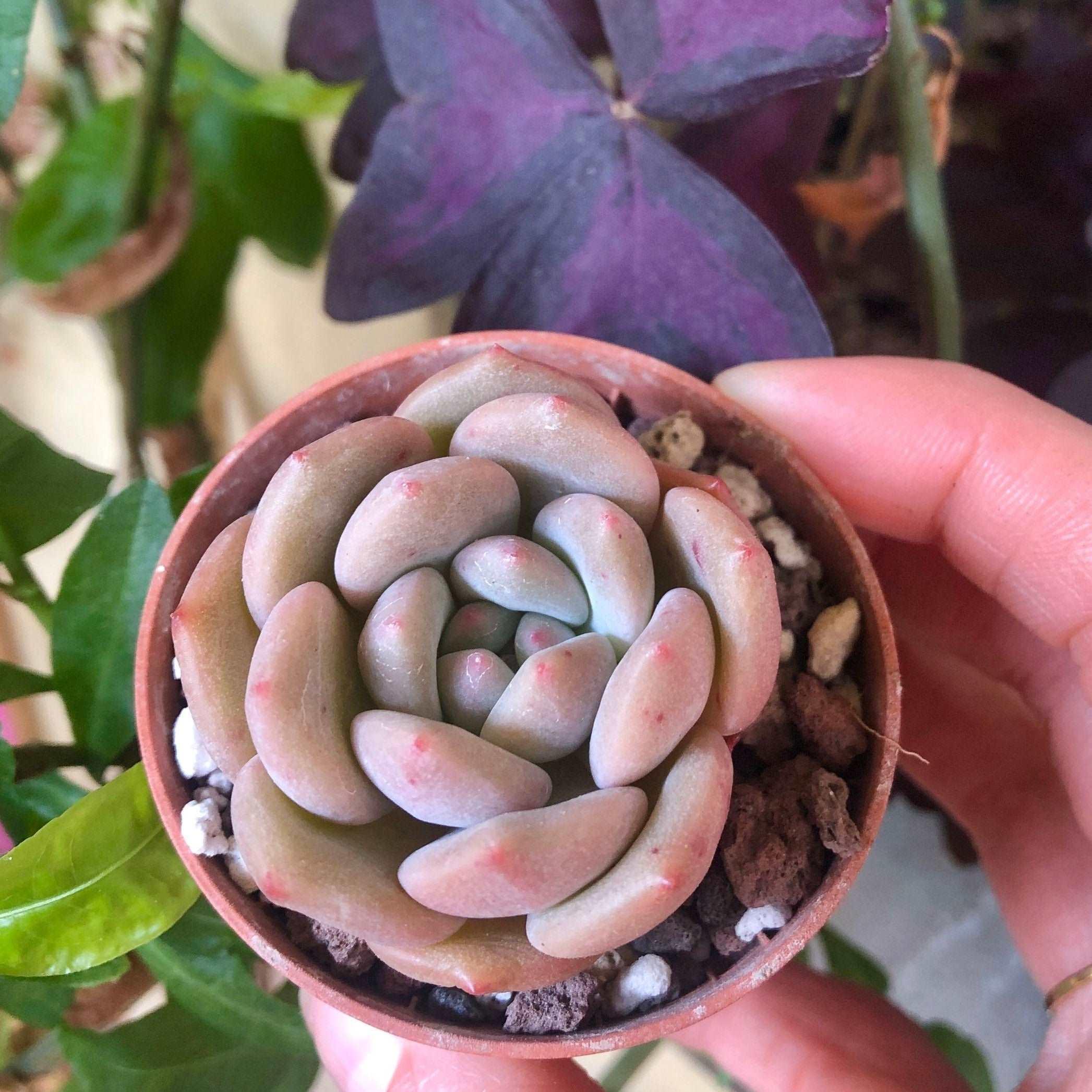 アリエル錦　Echeveria Ariel Echeveria Ariel