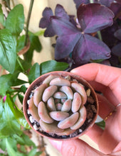 Load image into Gallery viewer, Echeveria Ariel