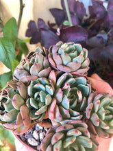 Load image into Gallery viewer, Echeveria Nanahukumini