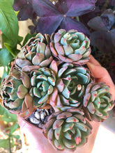 Load image into Gallery viewer, Echeveria Nanahukumini