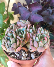 Load image into Gallery viewer, Echeveria Nanahukumini