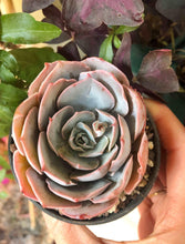 Load image into Gallery viewer, Echeveria Pinky