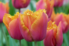 Load image into Gallery viewer, Tulip Louvre Orange bulbs