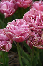Load image into Gallery viewer, Tulip Pink Treasure