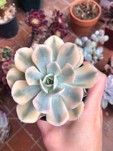 Load image into Gallery viewer, Echeveria Akaihosi Variegata