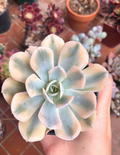 Load image into Gallery viewer, Echeveria Akaihosi Variegata