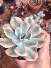 Load image into Gallery viewer, Echeveria Akaihosi Variegata