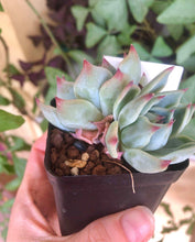 Load image into Gallery viewer, Echeveria Icon