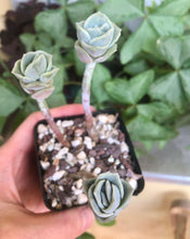 Load image into Gallery viewer, Graptoveria Lovely Rose