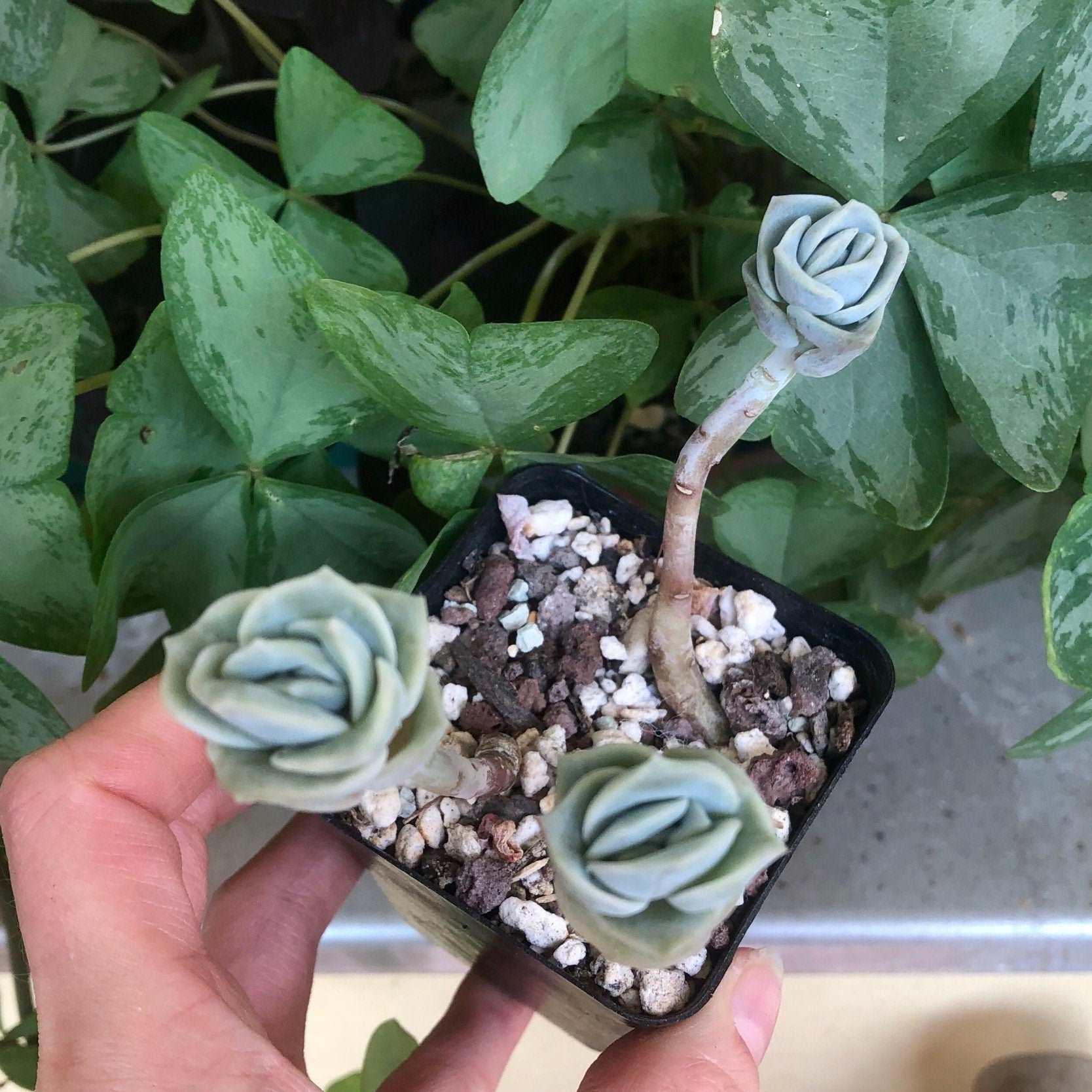 lovely rose succulent propagation Graptoveria Lovely Rose