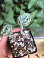 Load image into Gallery viewer, Graptoveria Lovely Rose