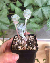 Load image into Gallery viewer, Graptoveria Lovely Rose