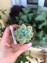 Load image into Gallery viewer, Echeveria Lemon Rose
