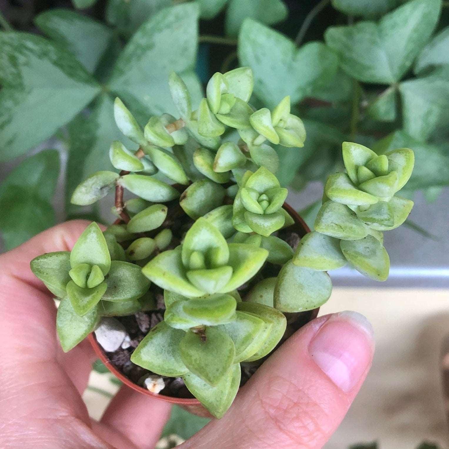 rosary succulent Crassula Rupestris