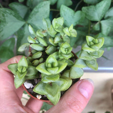 Load image into Gallery viewer, Crassula Rupestris