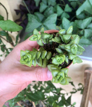 Load image into Gallery viewer, Crassula Rupestris