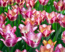 Load image into Gallery viewer, Tulip Color Fusion
