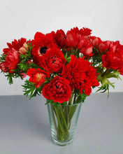 Load image into Gallery viewer, Anemone Fullstar Red