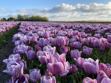 Load image into Gallery viewer, Tulip Blue Heaven